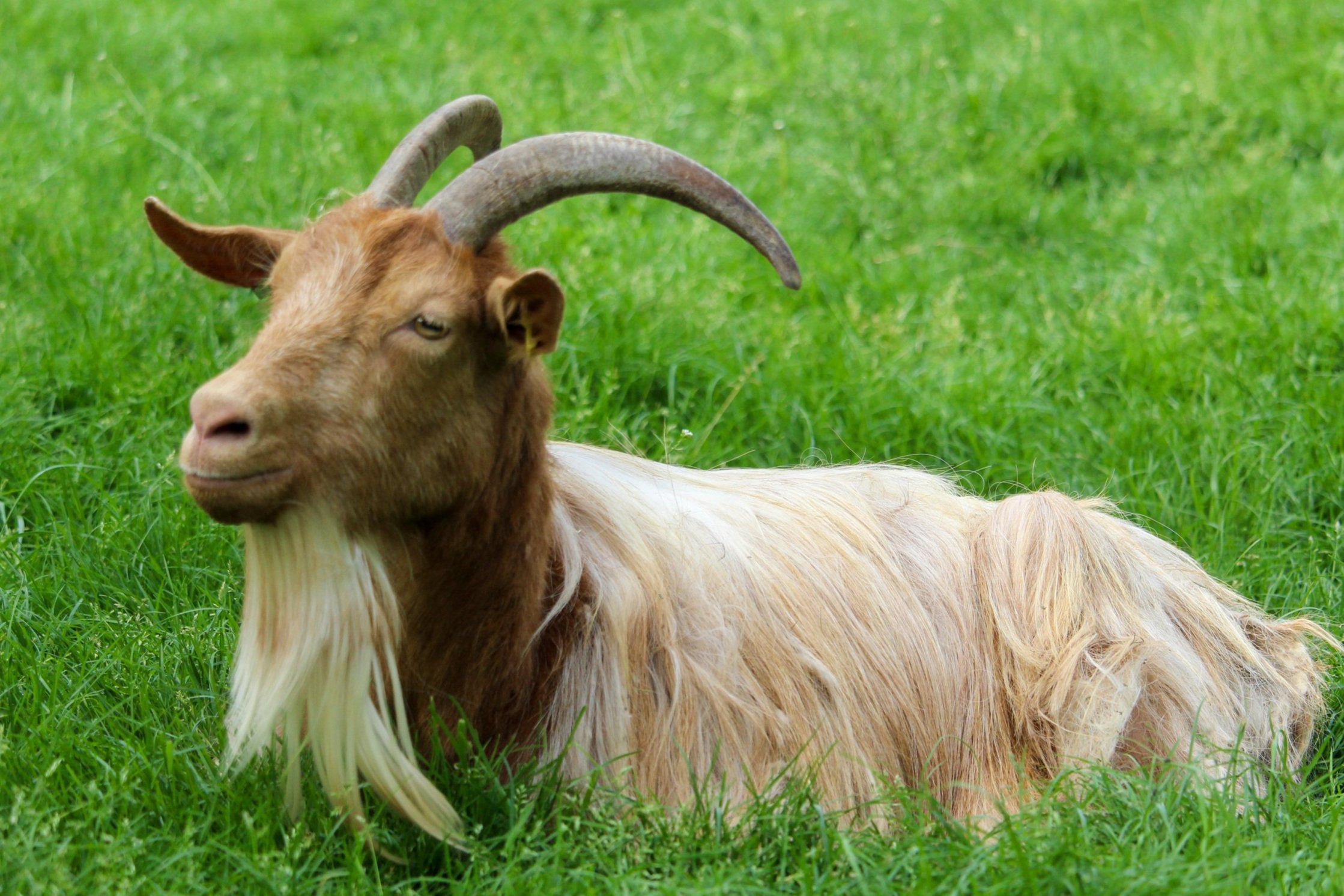 Goat